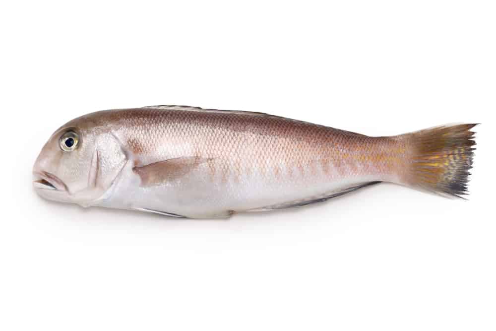 White tilefish ( a luxury fish in Japan ) isolated on white background