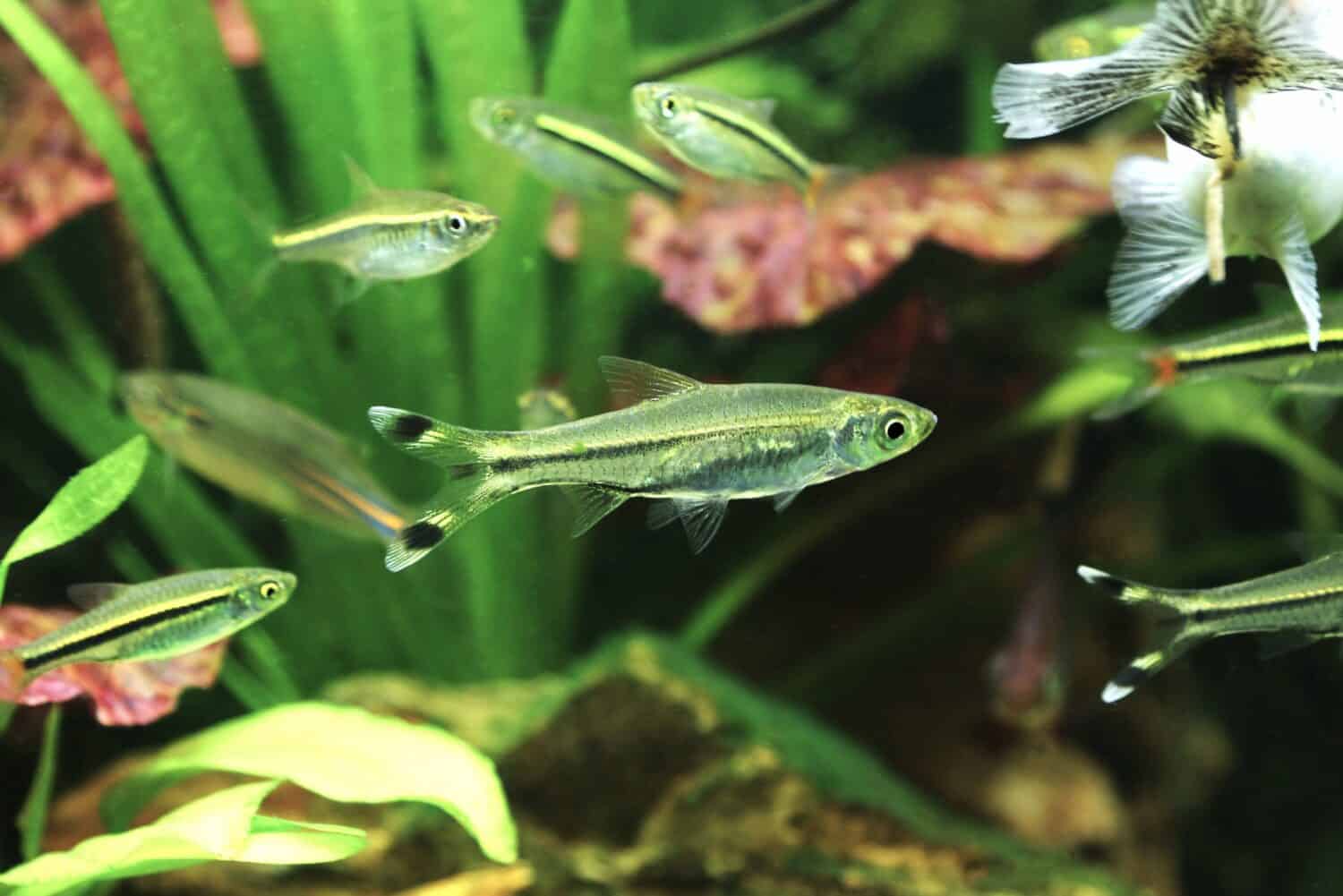 Scissortail Rasbora (Three Lined Rasbora) is swimming in freshwater aquarium. Rasbora trilineata is a tropical freshwater aquarium fish native to swamps in Southeast Asia. 