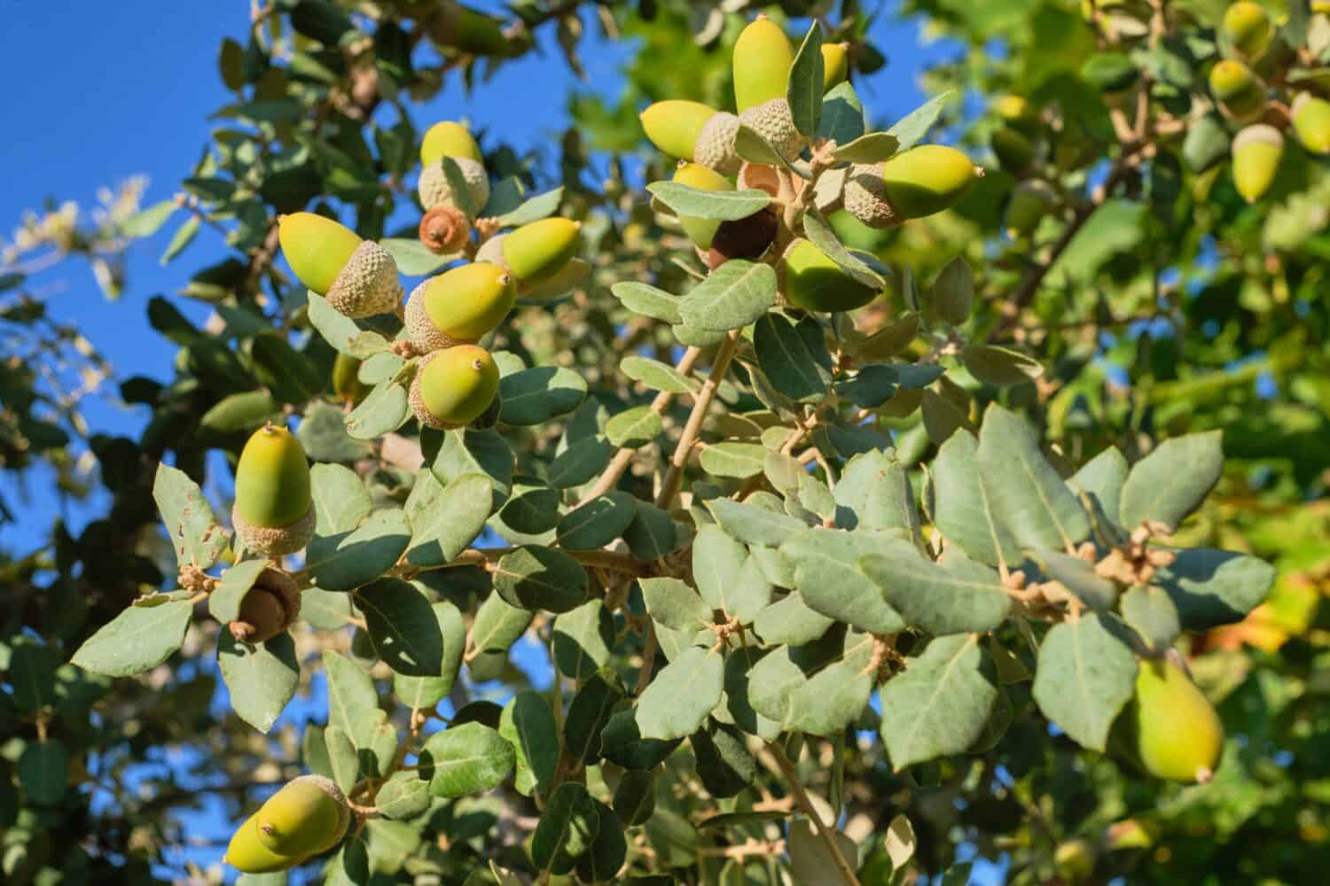 Discover 10 Types of Acorns and How to Identify Each - A-Z Animals