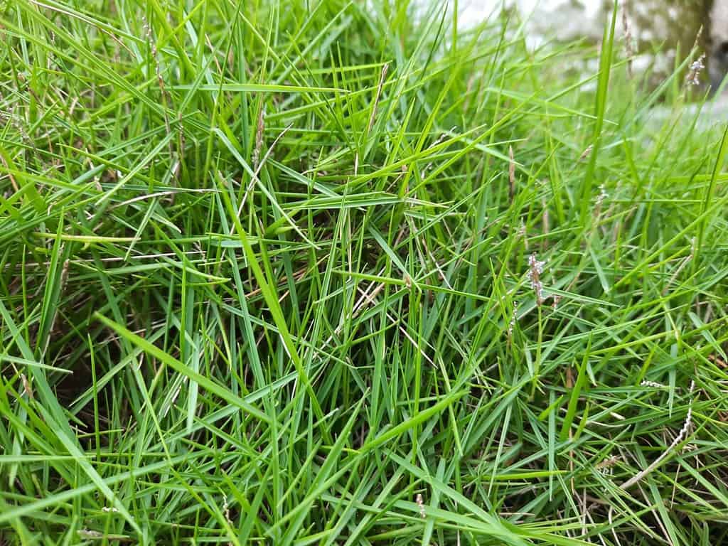 Agrostis stolonifera (creeping bent grass, creeping bent, fiorin, spreading bent, carpet bentgrass, rumput peking)