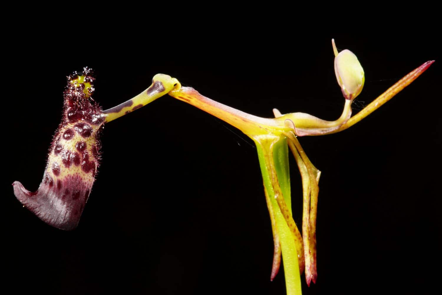 Flower of the rare warty hammer orchid (Drakaea livida), an endemic orchid species, Southwest Western Australia