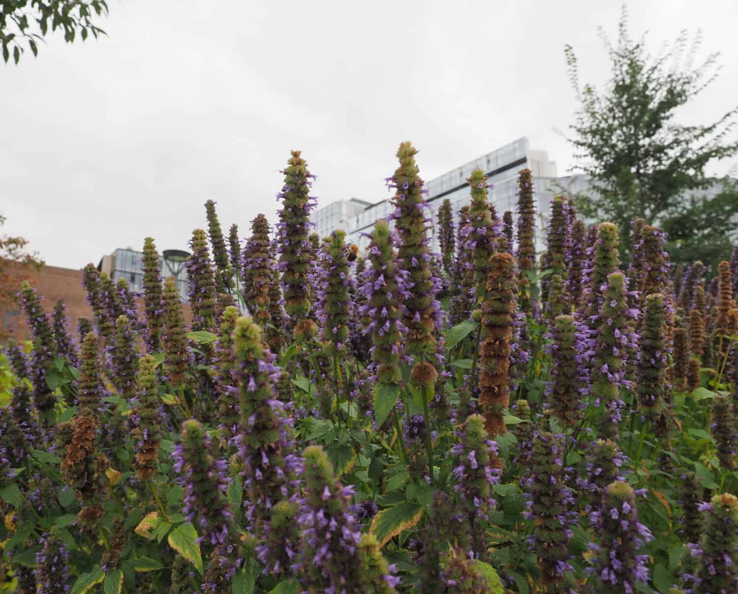 skullcap purple flower scientific name Scutellaria suffrutescens