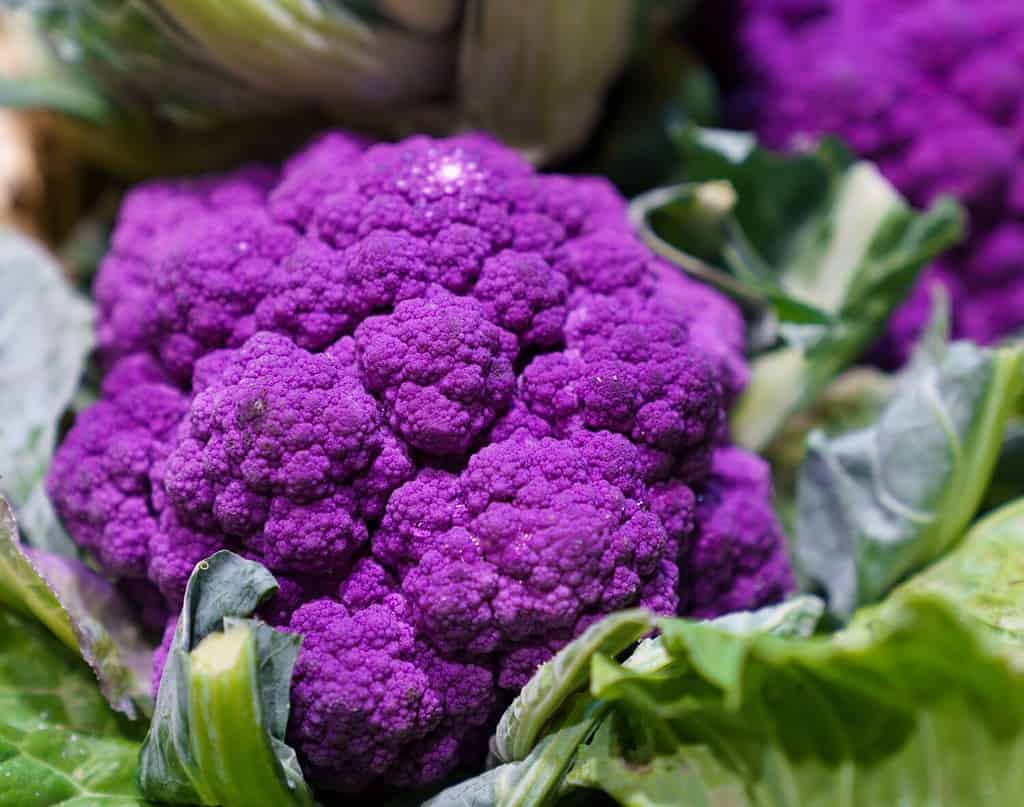 Purple Cauliflower close up with green leaves