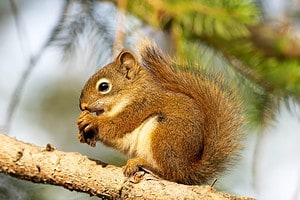 The 410 Most-Fitting and Clever Squirrel Names photo