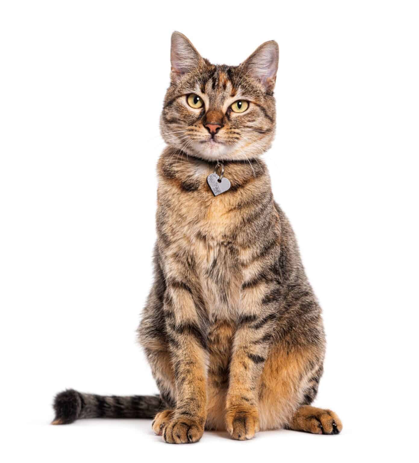 Discover the 10 Different Tabby Cat Colors (Rarest to Most Common) - A ...