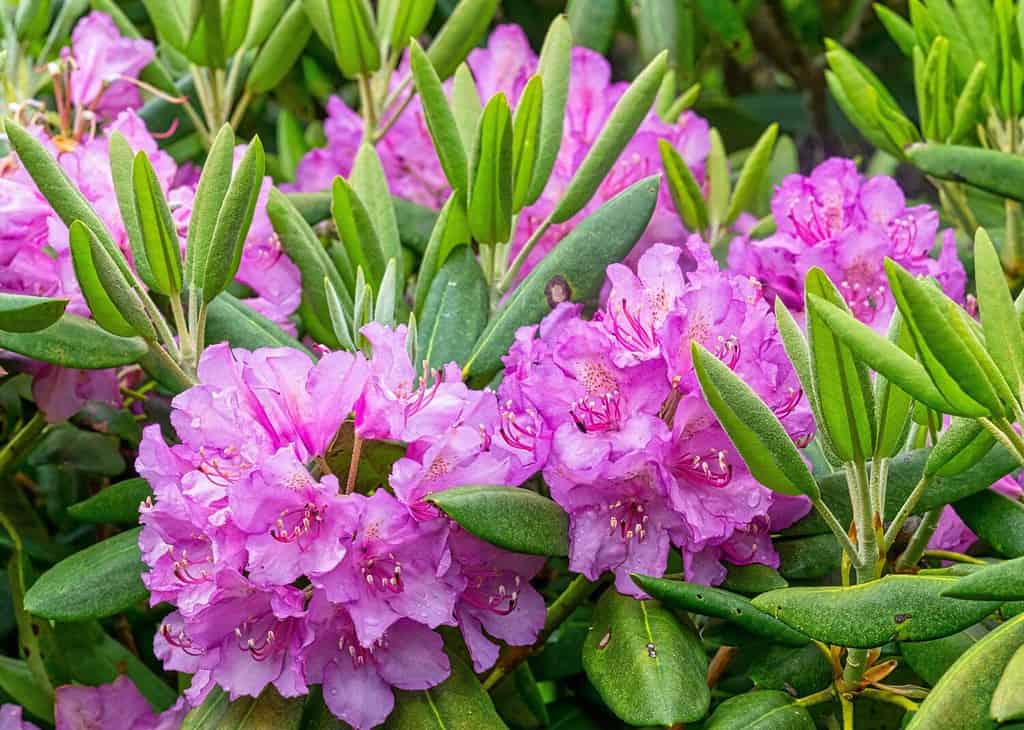 Catawba Rhododendron, Rhododendron catawbiense, is a broadleaf evergreen with a native range in the southeastern US growing mainly in the southern Appalachian mountains.