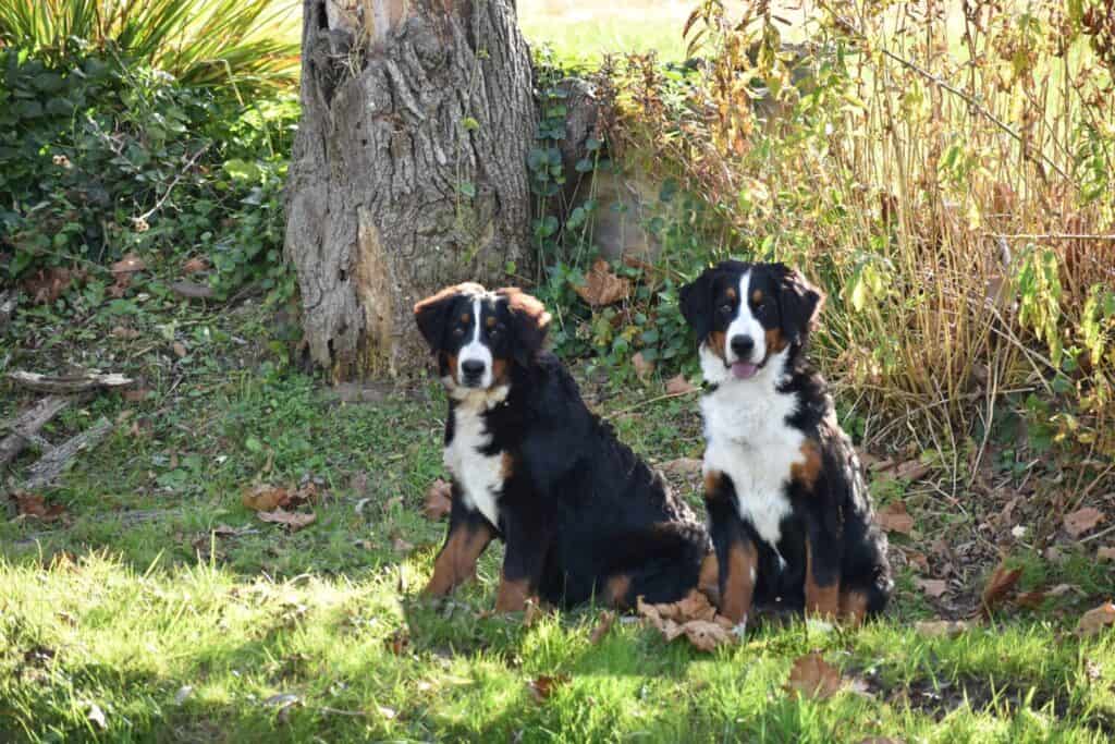 Two six month old bernese mountain dogs sitting for a sibling photo.
