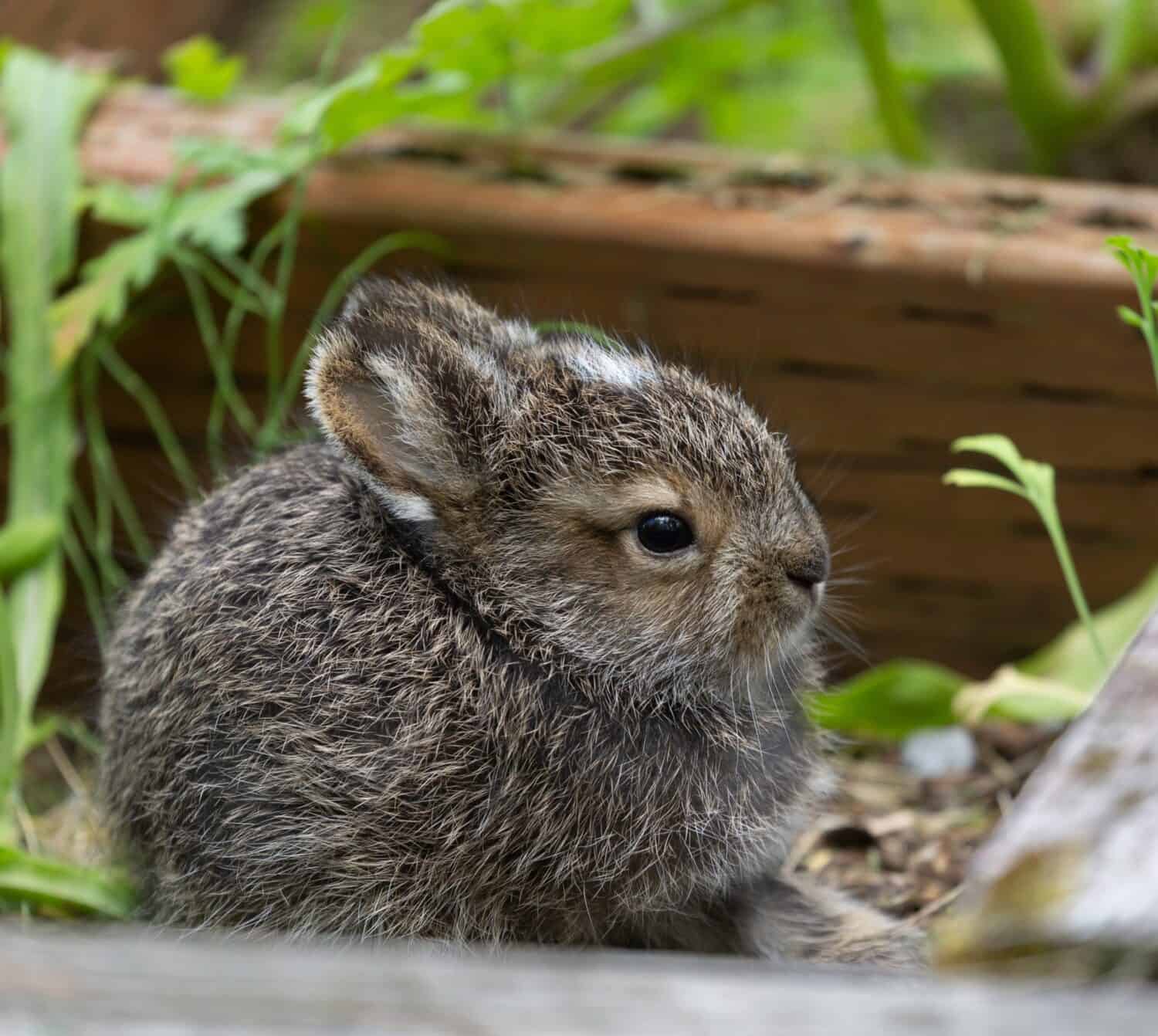 Baby Snowshoe Hare out of the nest.