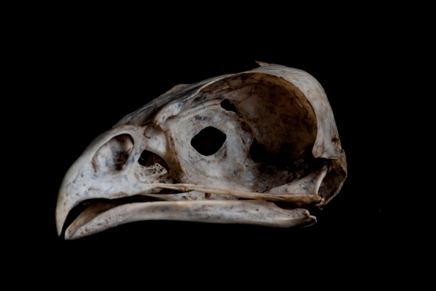 The skull of a barn owl on a black background