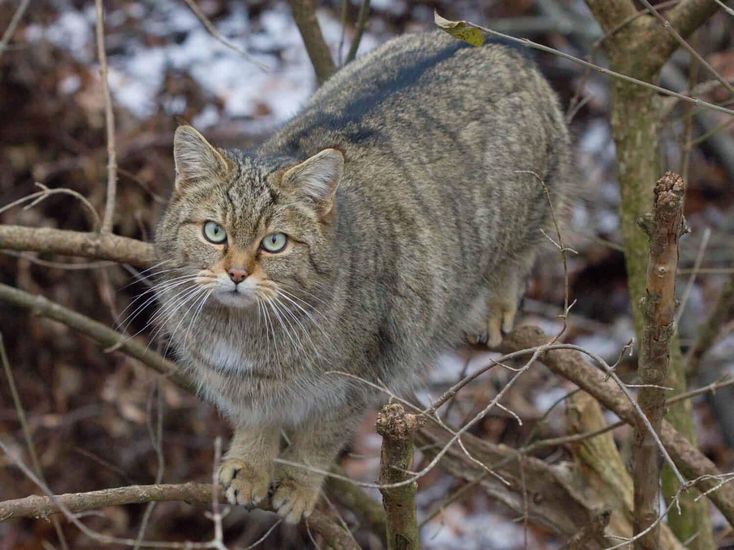European Wildcat A Z Animals