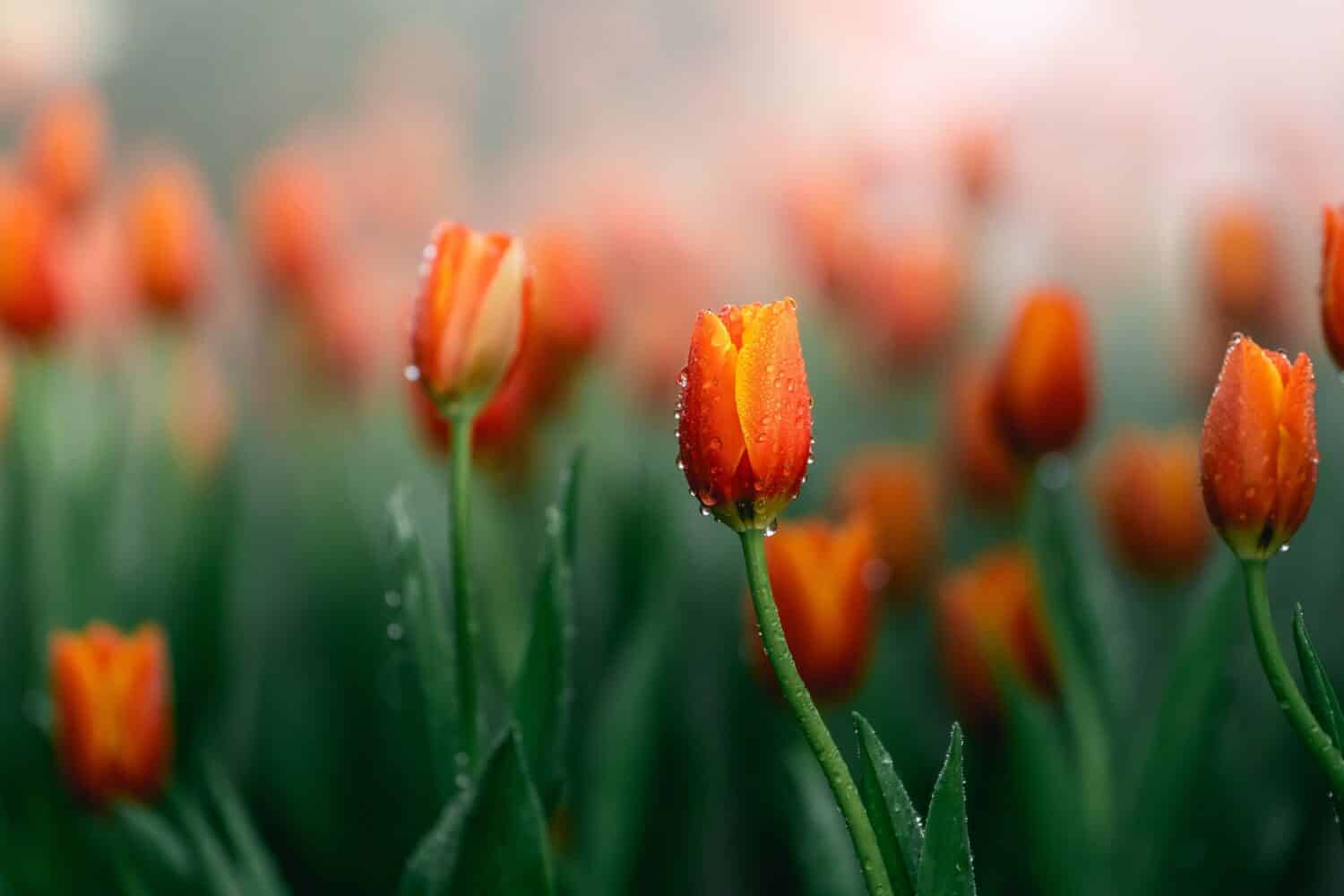 Close up buds of tulips with fresh green leaves at blur green background with copy space. Hollands tulip bloom in an orangery spring season. Floral wallpaper banner for floristry shop. Flowers concept