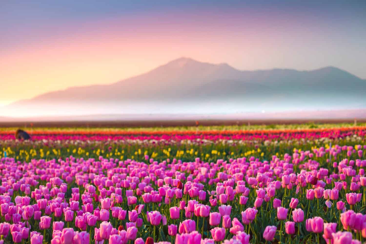 Against the background of Tulip tulips concept in nature, located in a field of lovely tulips tulips, spring to open along with tulips, in Konya, Turkey