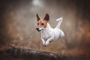 The 10 Highest Jumping Dog Breeds That Can Soar Through the Air Picture