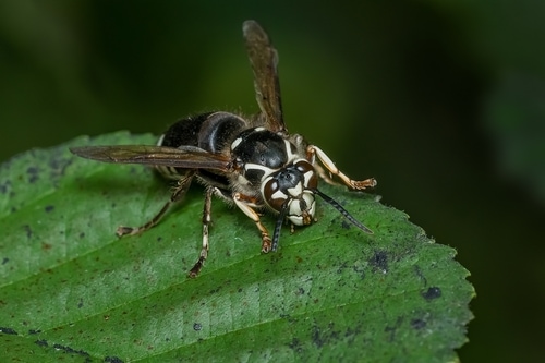 A Bald-faced Hornet is resting on a green leaf. Also known as a Blackjacket, Bull Wasp, and White-faced or White-tailed Hornet. Taylor Creek Park, Toronto, Ontario, Canada.