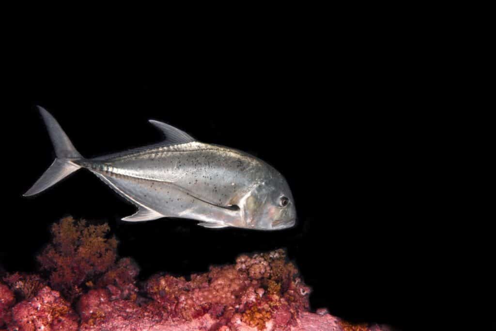The crevalle jack (Caranx hippos), also known as the common jack, black-tailed trevally, couvalli jack, black cavalli, jack crevale, or yellow cavalli