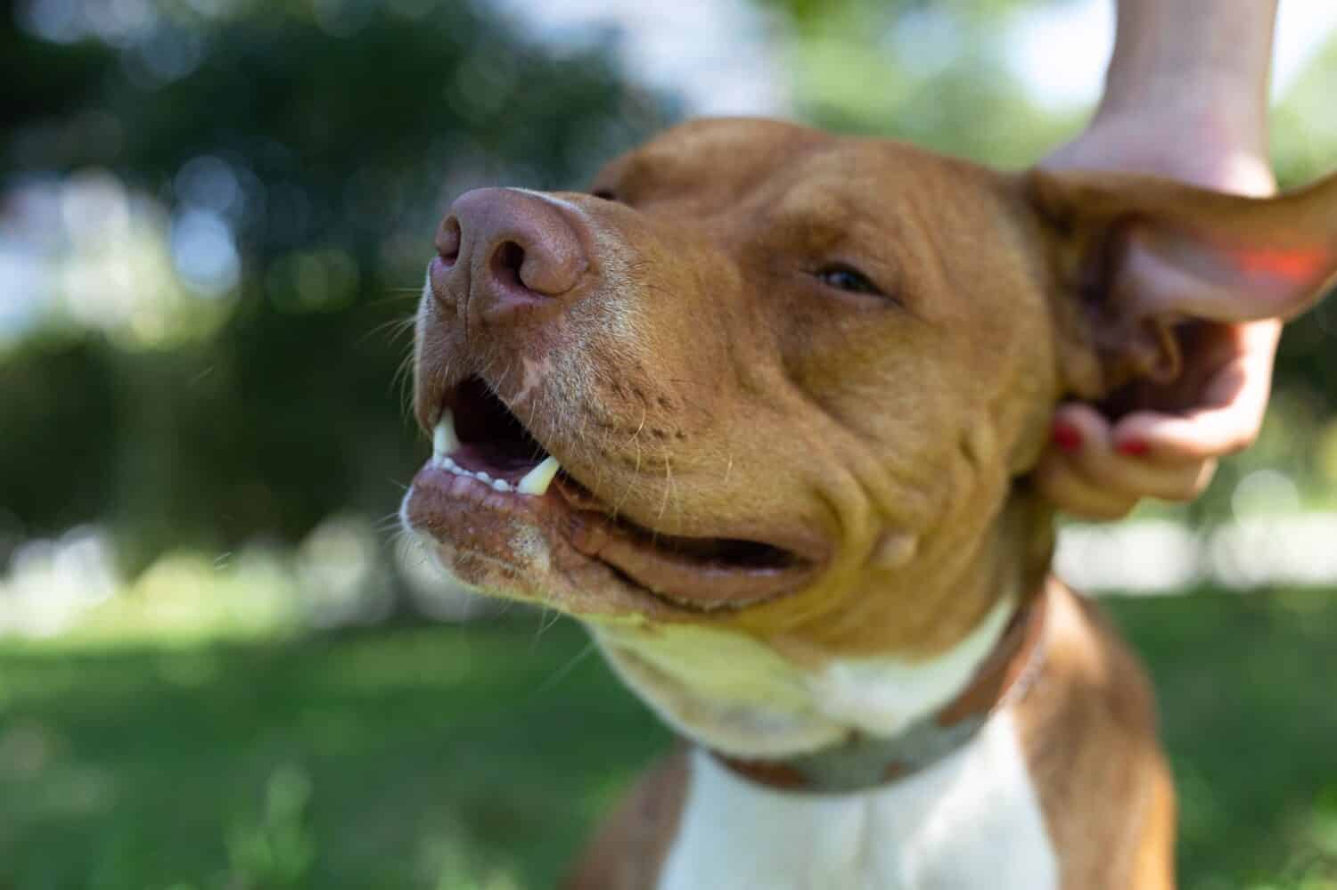 Portrait of a happy American Pitbull Terrier dog on a walk. A beautiful female hand scratches dog's ear. Dog portrait, horizontal photo