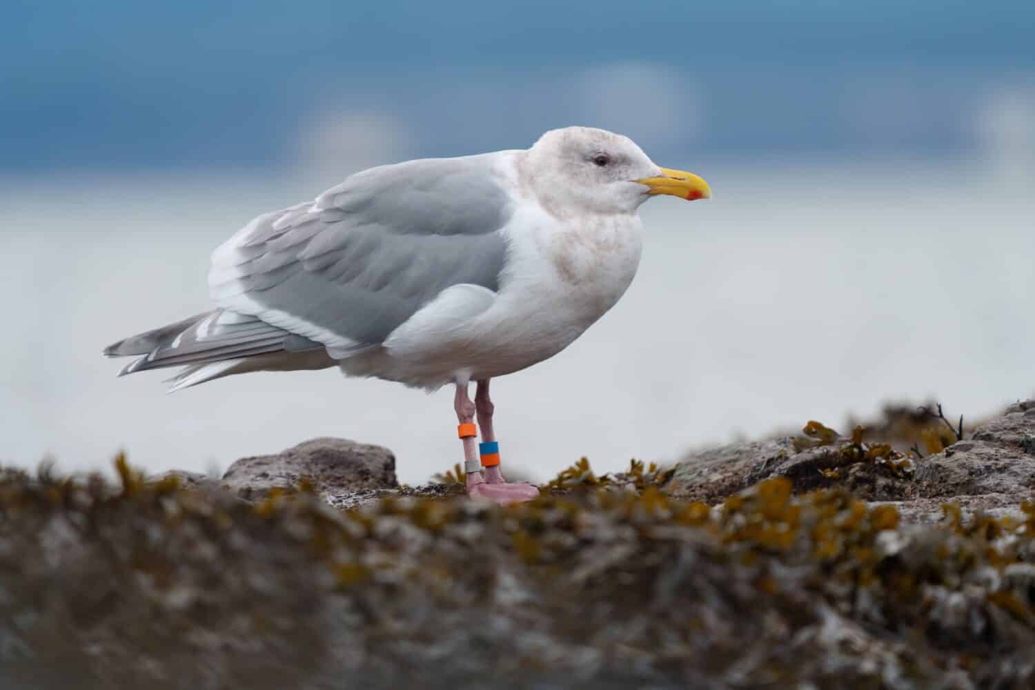 Iceland gull resting at seaside, it is a large, stocky gull of the North Pacific.