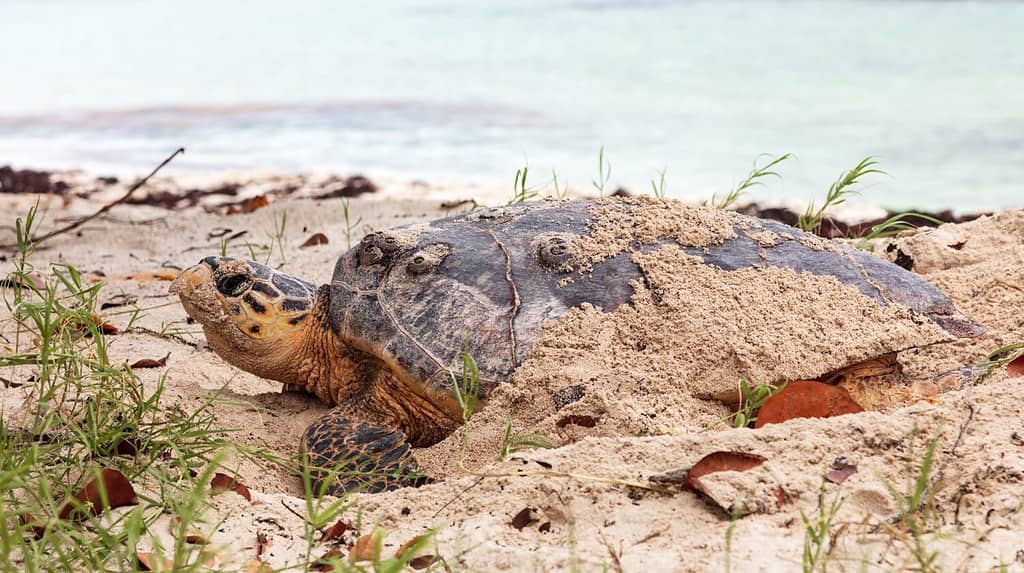 7 Best Turtle-Watching Beaches in Hawaii