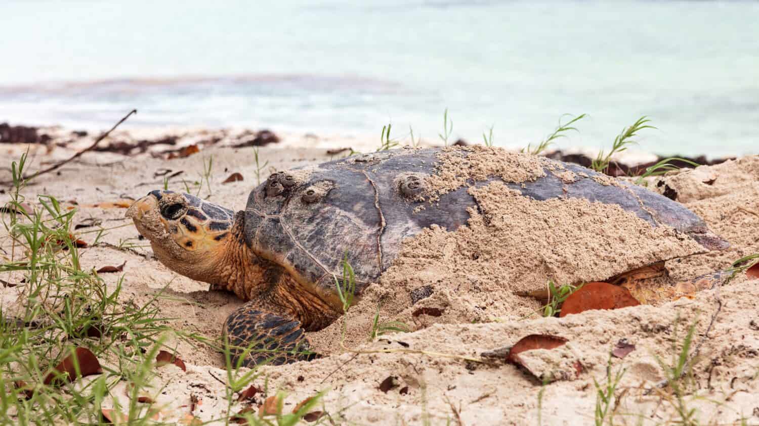 Sea turtle lays eggs on the beach