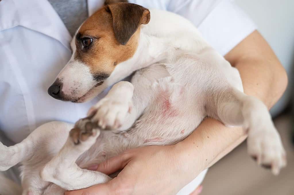 The 22 Most Common Health Problems in Jack Russells AZ Animals