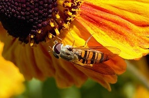 Watch Out For These Top 10 Largest Flying Insects In England - AZ Animals