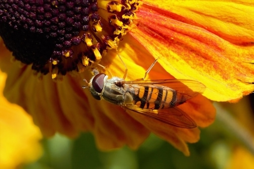 A Marmalade Hoverfly (Episyrphus balteatus) feeding on a Sneezeweed flower.