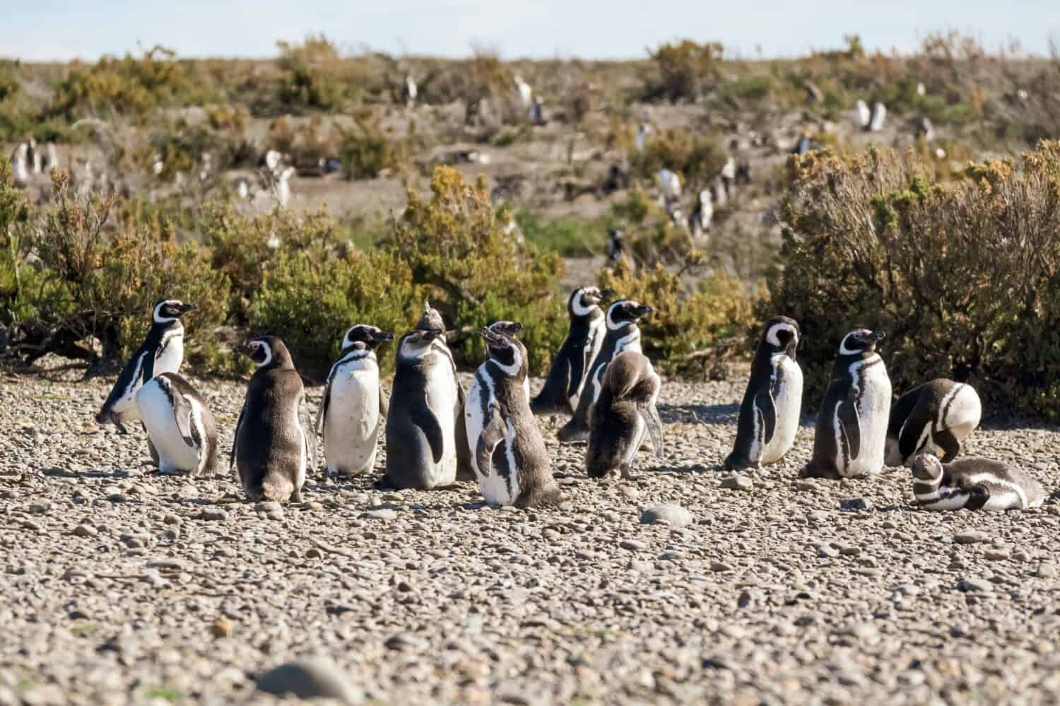 Magellanic penguins walking on the beach.