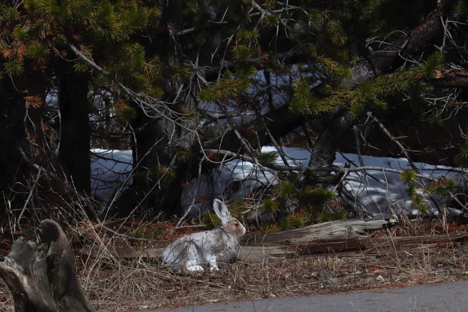 "Snowshoe Hare" Yellowstone, WY, USA