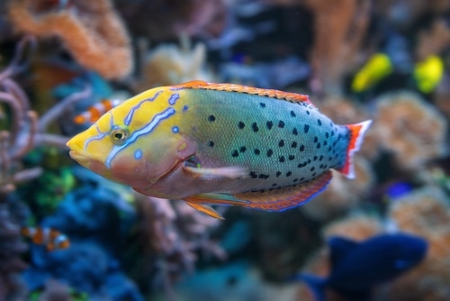 Queen Coris Fish (Coris formosa)