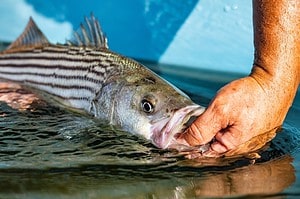 The Largest Striped Bass Ever Caught in North Carolina Was as Big as a Newfoundland photo
