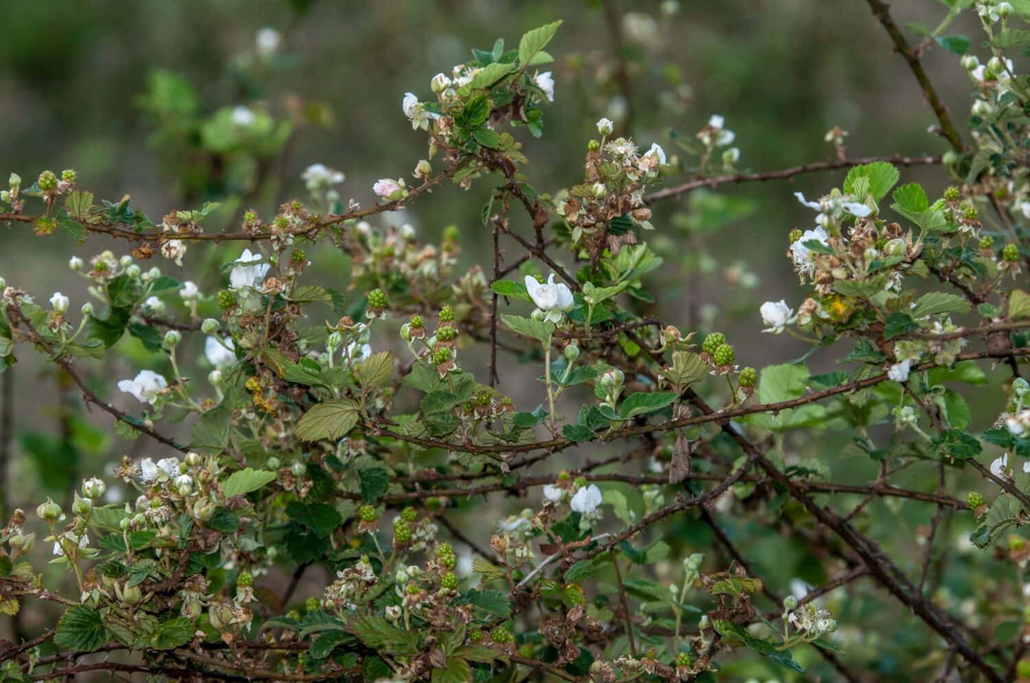 Rubus trivialis, Southern dewberry. A view of a thicket of many flowers, green (unripe) fruit, and prickly stems. Horizontal color photo. 