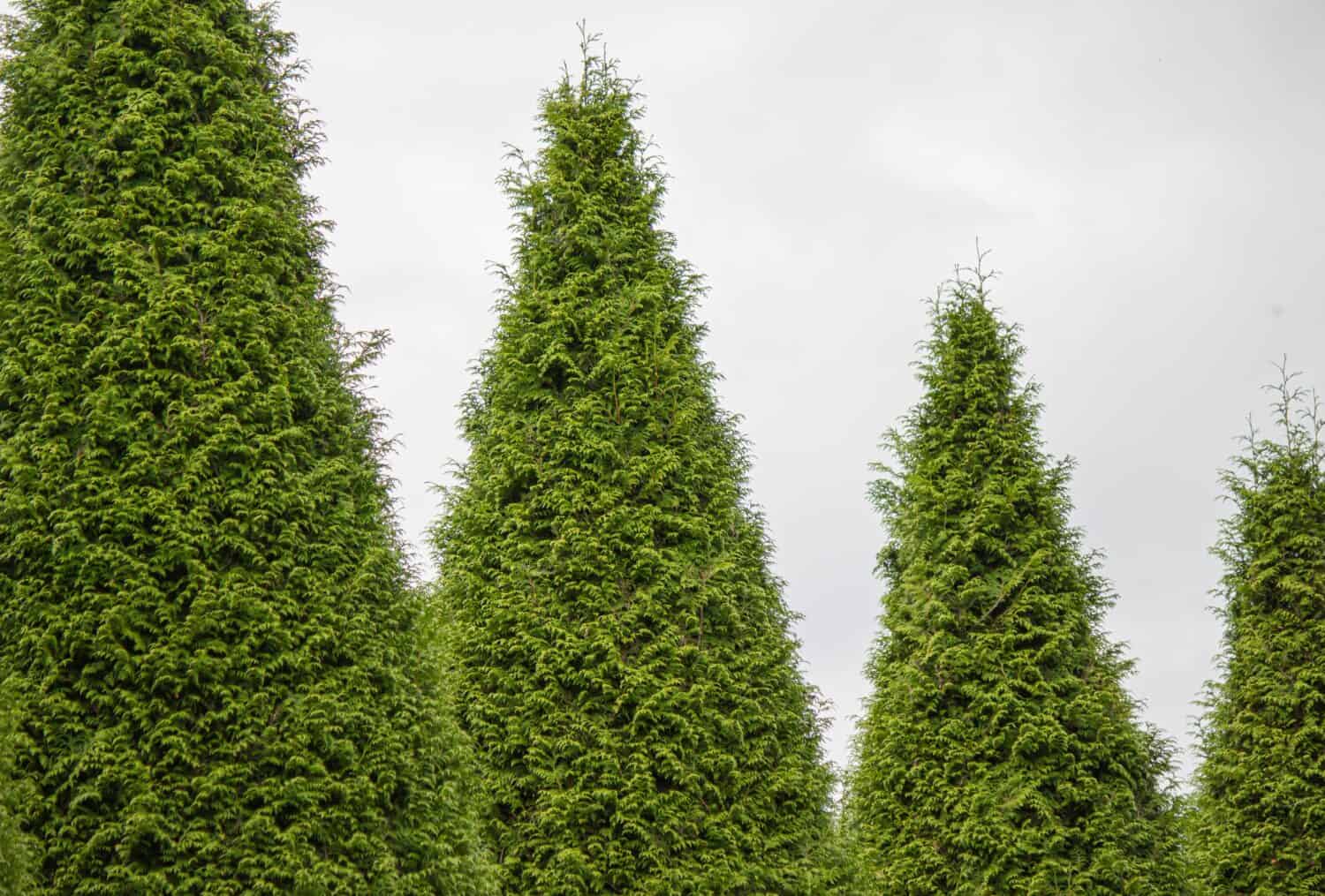 The view of Western redcedar trees under the cloudy sky