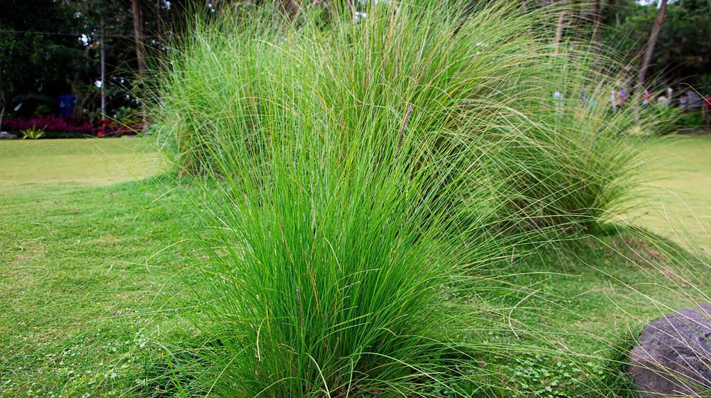 The foliage (leaves) of prairie dropseed grass growing on green grass in beautiful garden
