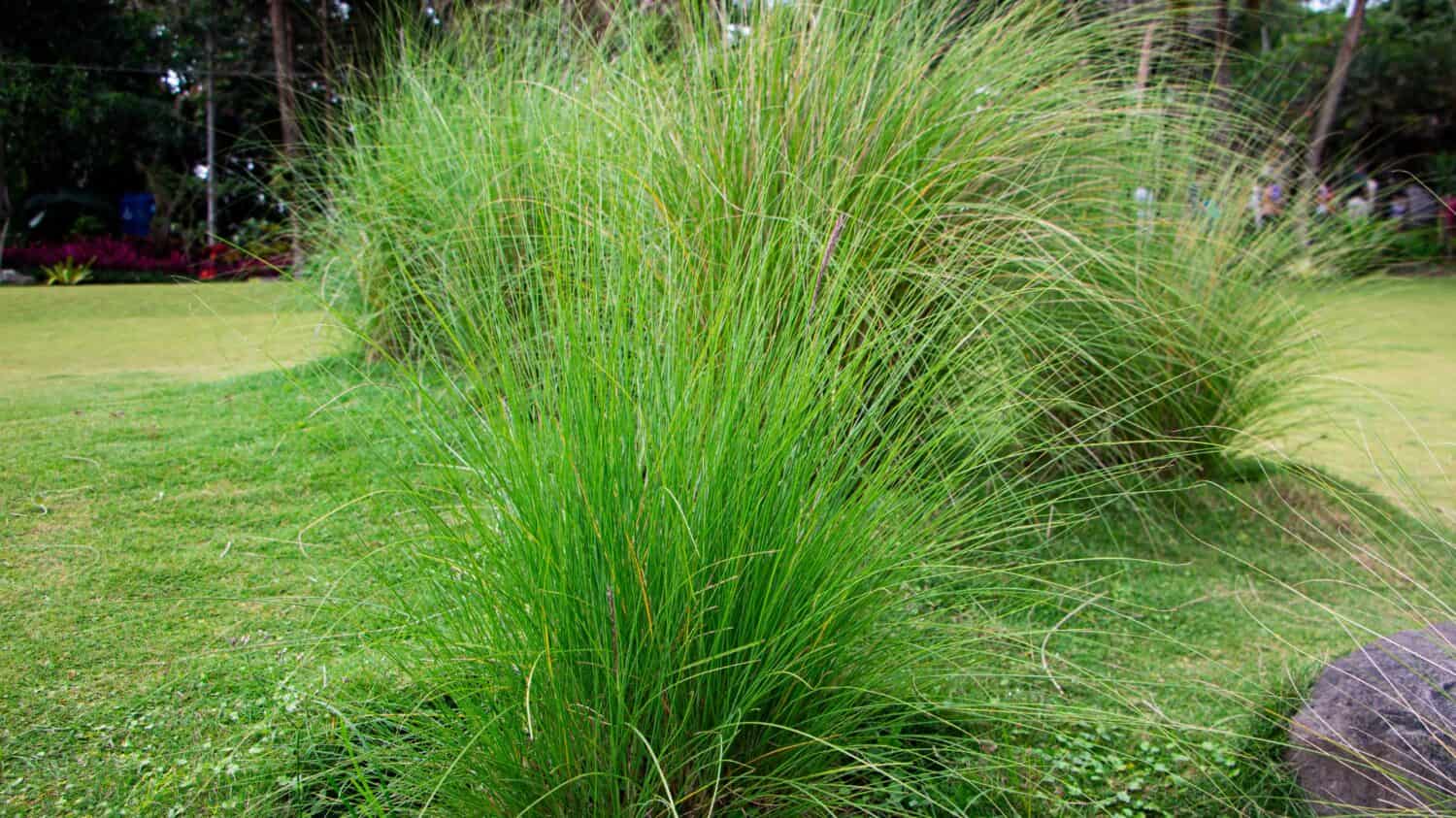 The foliage (leaves) of prairie dropseed grass growing on green grass in beautiful garden