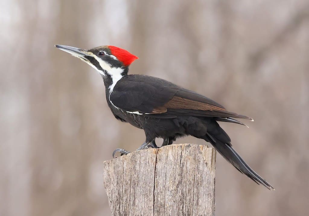 Pileated woodpecker portrait sitting on a tree trunk into the forest, Quebec, Canada