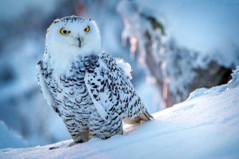 snowy owl in winter on snow