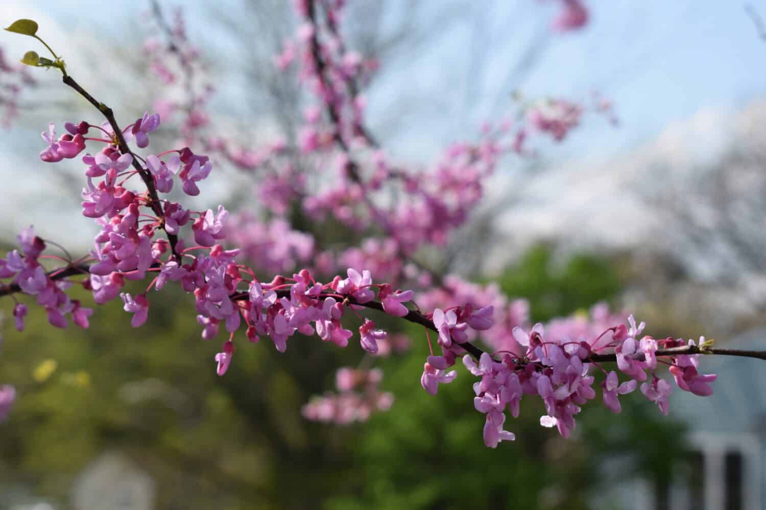 Pink Redbud Tree in bloom in early May 