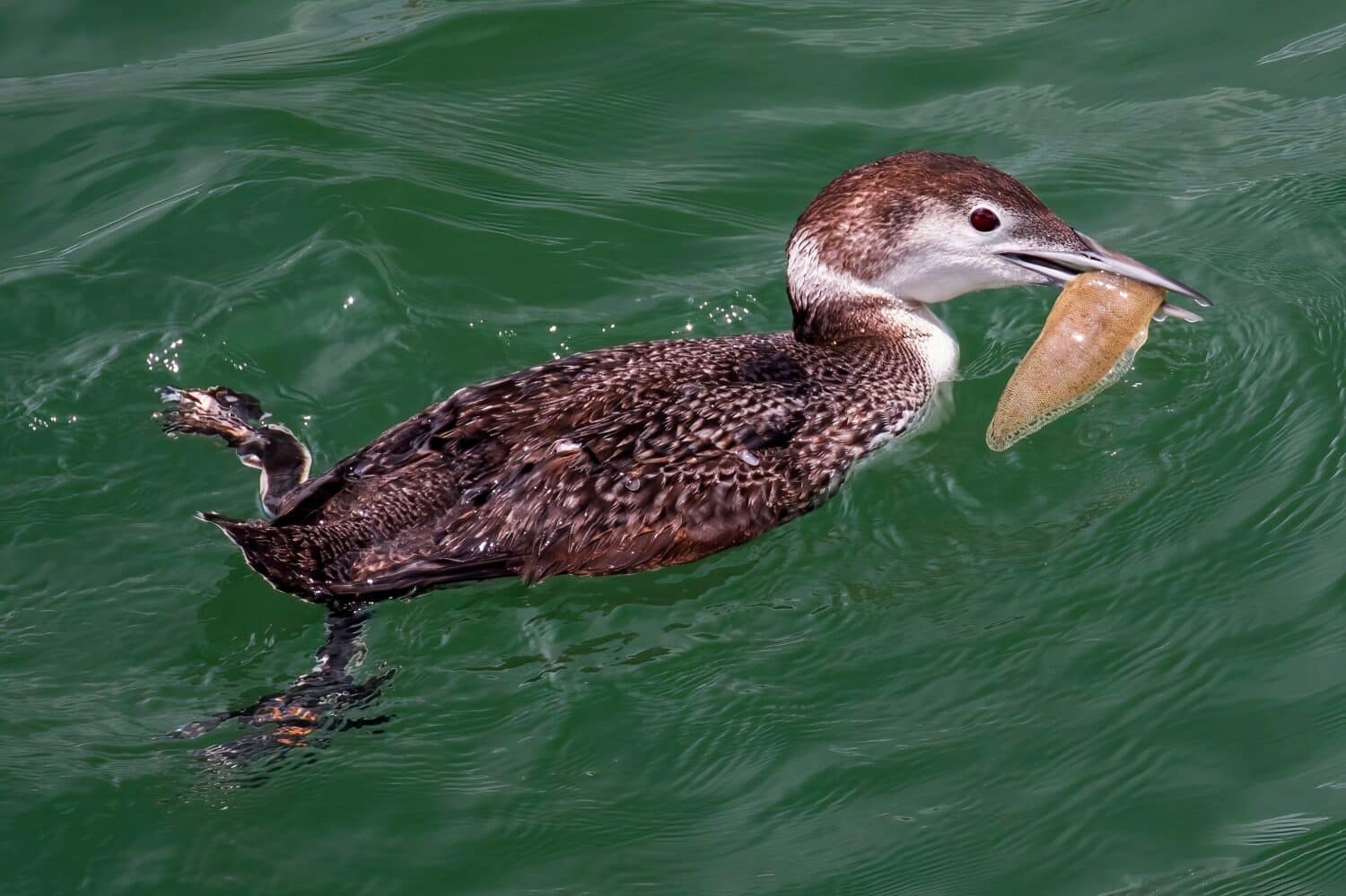 Common loon with fish in mouth