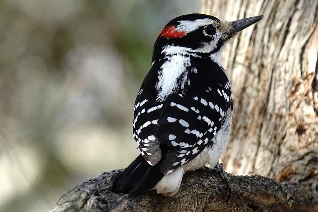 A closeup of a hairy woodpecker from the back.