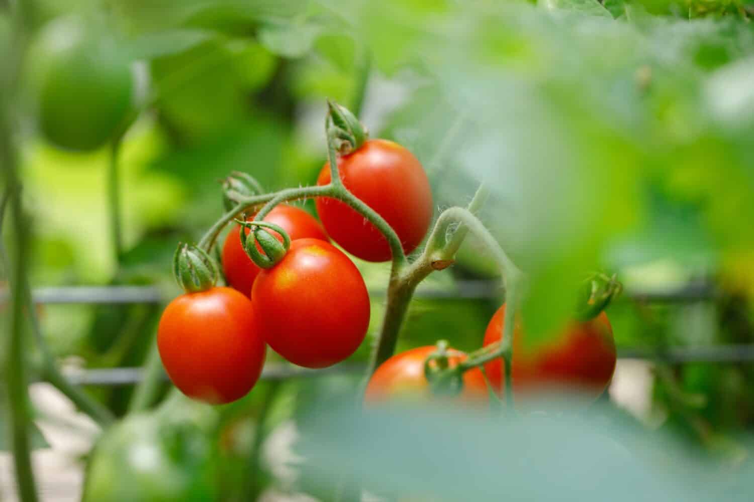 Grape Tomatoes - 'Principe Borghese' variety - growing on the vine in an organic home garden
