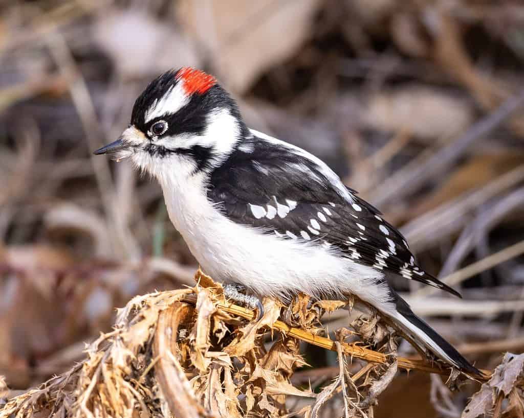 Downy woodpecker searching through weeds for food