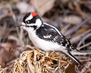 7 Woodpeckers in Indiana (Pictures, ID Guide, and Common Locations) Picture