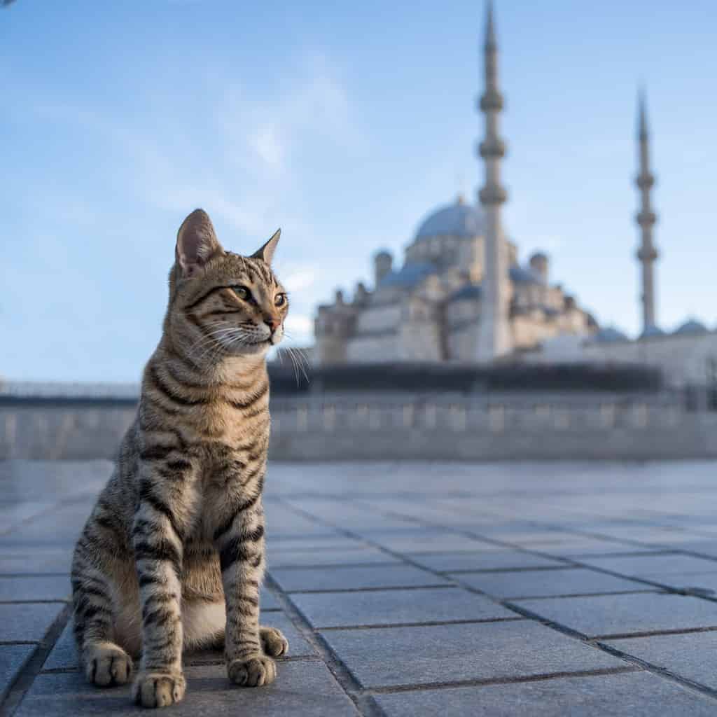 Grey stray cat in front of a mosque