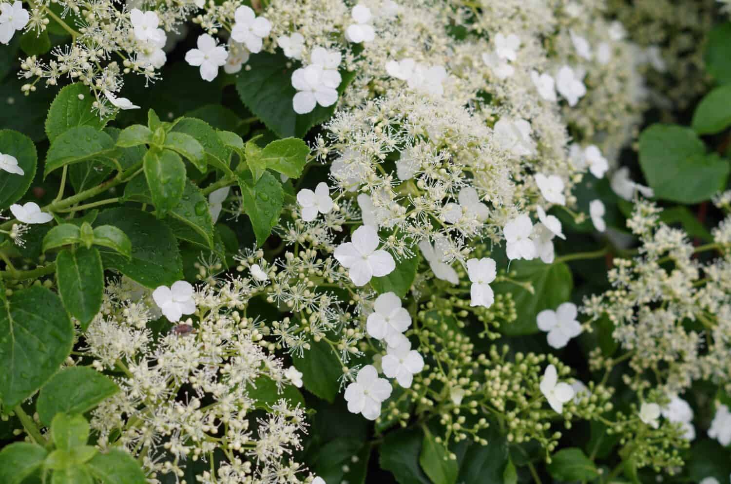 Hydrangea petiolaris, a climbing hydrangea (syn: Hydrangea anomala subsp. petiolaris)