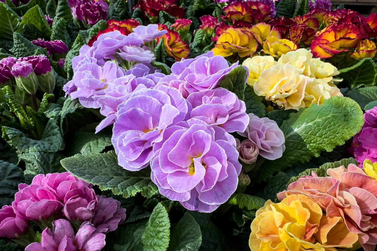 Violet primula flowers background. Primrose primula blossom. BELARINA 'Buttercup’ Primula bloom.