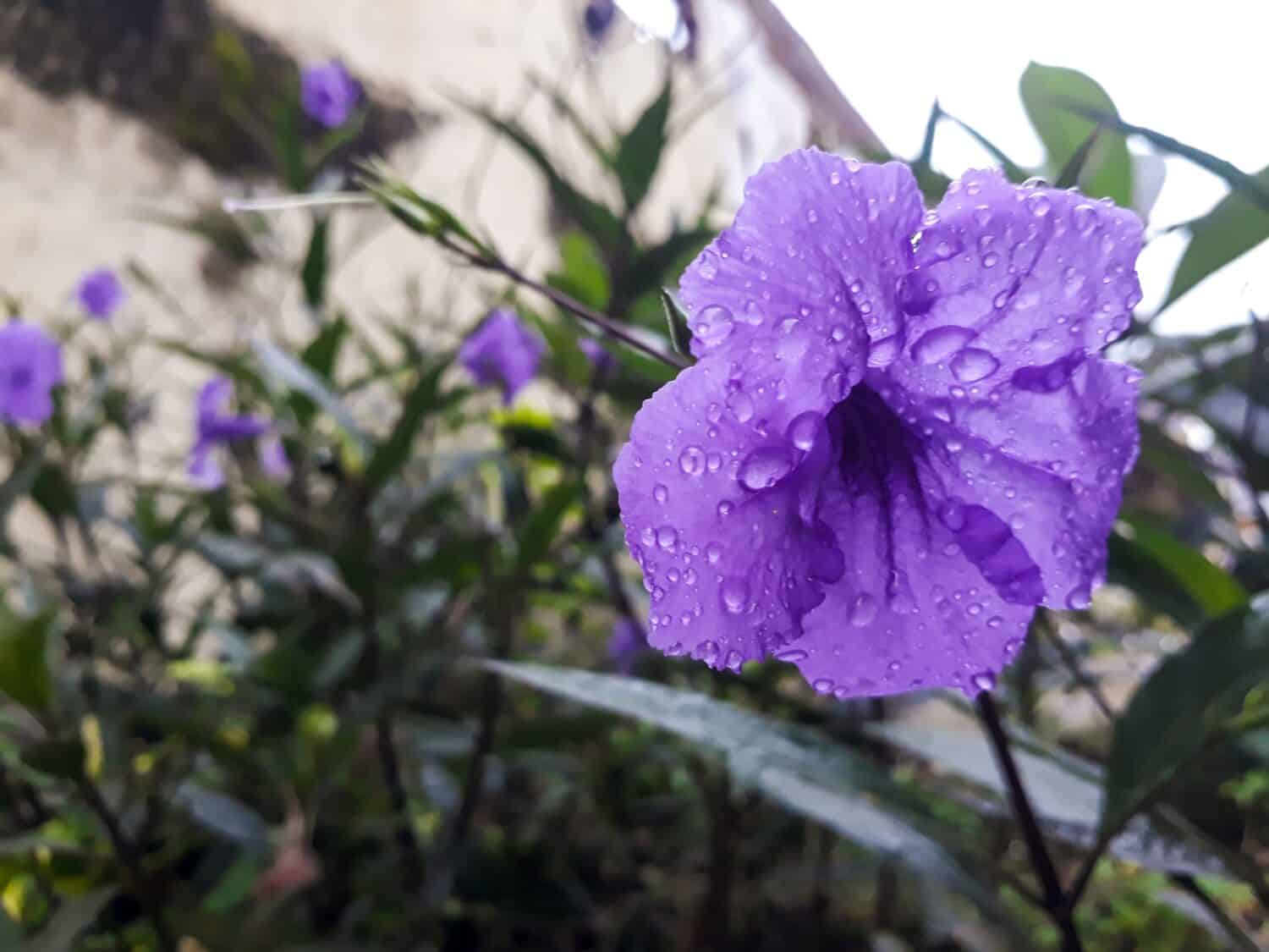 Purple Kencana or Ruellia brittoniana or Ruellia tuberosa Flowers blooming on a background of green leaves. Blue flowers that bloom and beautifully thrive. Wet by rainwater. Bokeh.