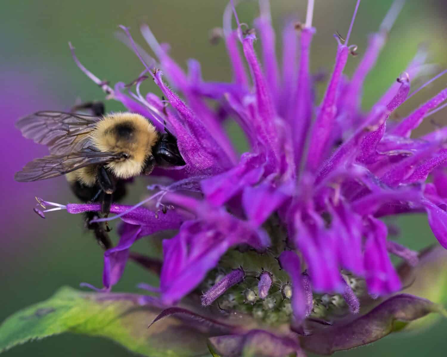A common eastern bumblebee gathering nectar from bee balm.