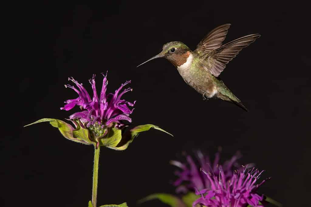 Ruby-throated Hummingbird with bee balm flowers.