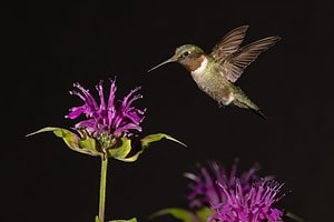 Discover When Hummingbirds Are Set to Flee Iowa Picture