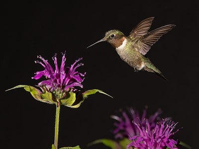 A 11 Beautiful Purple Flowers and Plants That Attract Hummingbirds